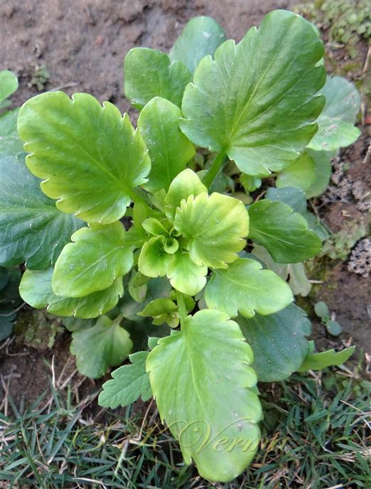 Plant